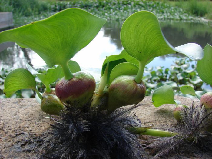 Water Hyacinths growing in my bucket of mosquito fish in my Mom's ... Daun ketapang untuk ikan cupang