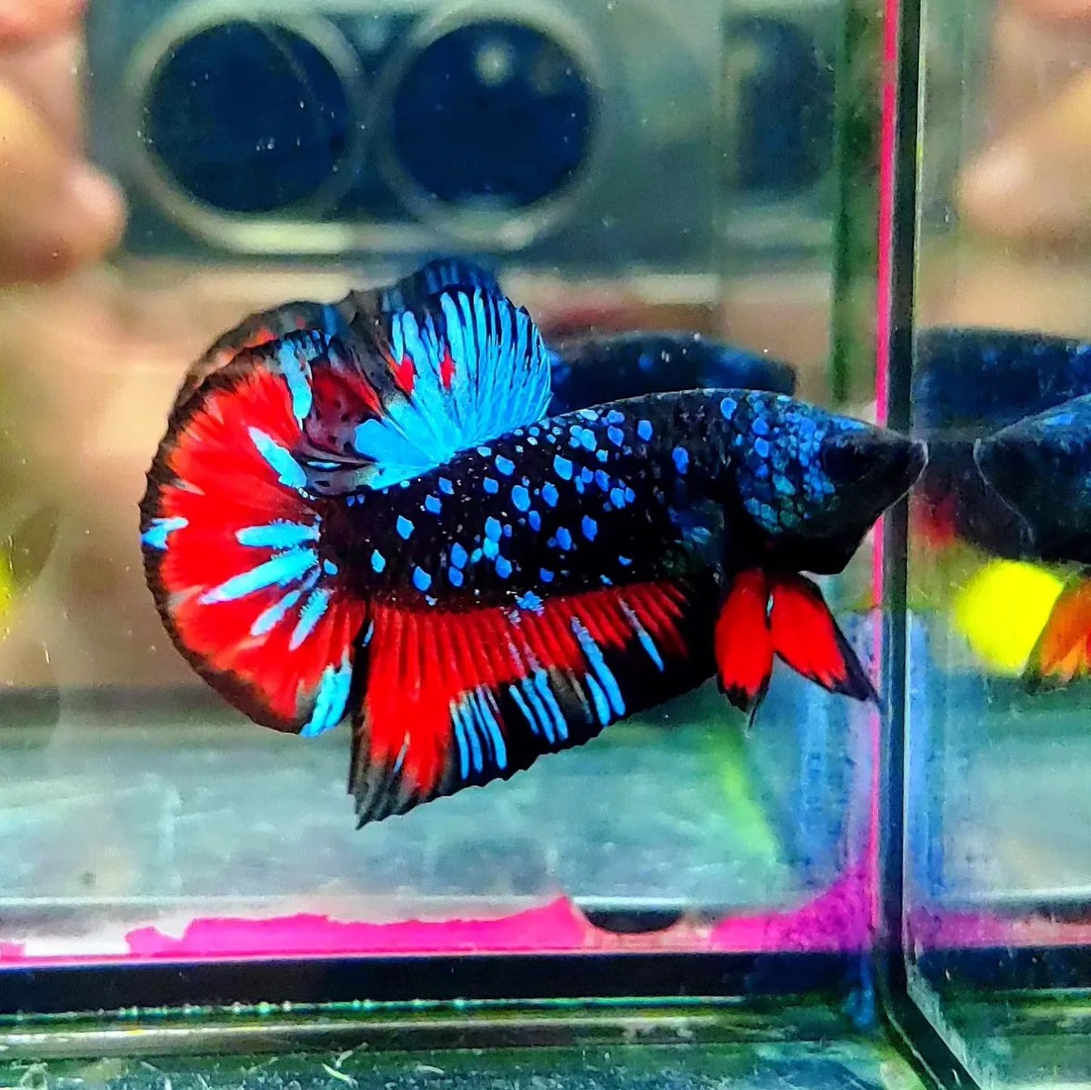 Best Online Aquarium Store To Buy Imported Betta Fish Online In India ... Jual ikan cupang terdekat