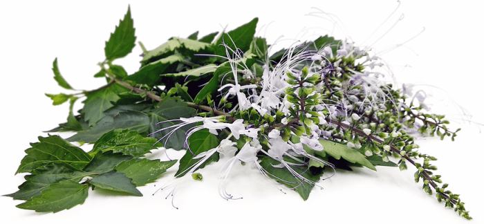 Cat Whiskers: The Plant and How to Use Them - YouTube