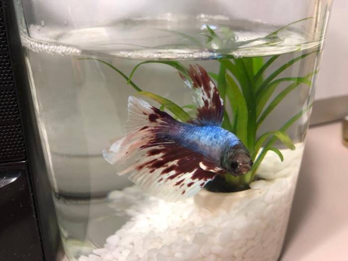 Do Betta Fish Sleep? 8 Ways You Can Tell Fish are Asleep - A-Z Animals Toko ikan cupang terdekat