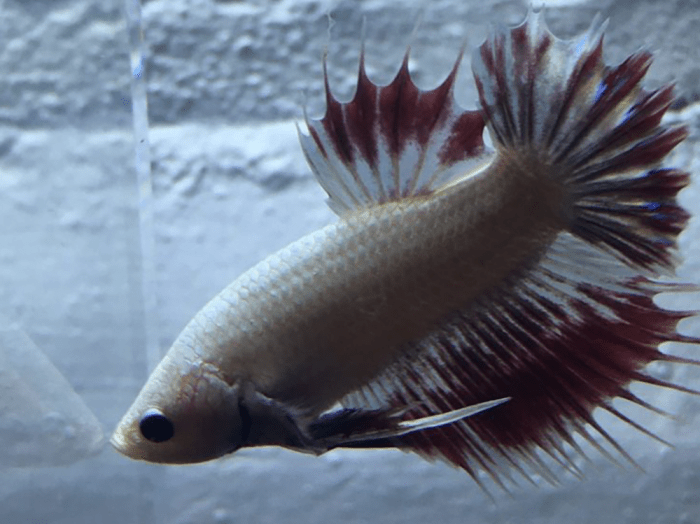 How to properly take care of Siamese fighting fish - Help Guides