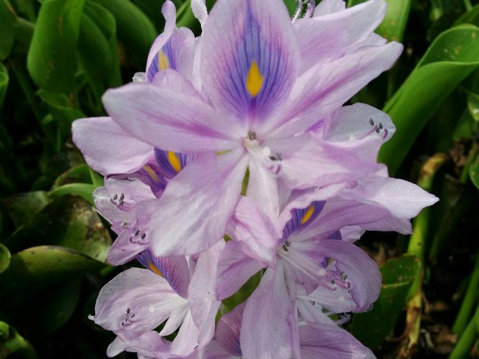 Water hyacinth (Eichhornia crassipes) | Feedipedia Water hyacinth (Eichhornia crassipes) | Feedipedia