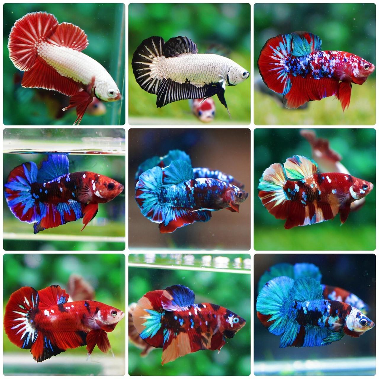 Discover the Unique Charm of Plakat Betta Fish Ikan cupang plakat