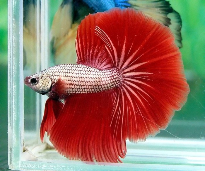 17 Best images about Siamese Fighting Fish on Pinterest | Auction ...