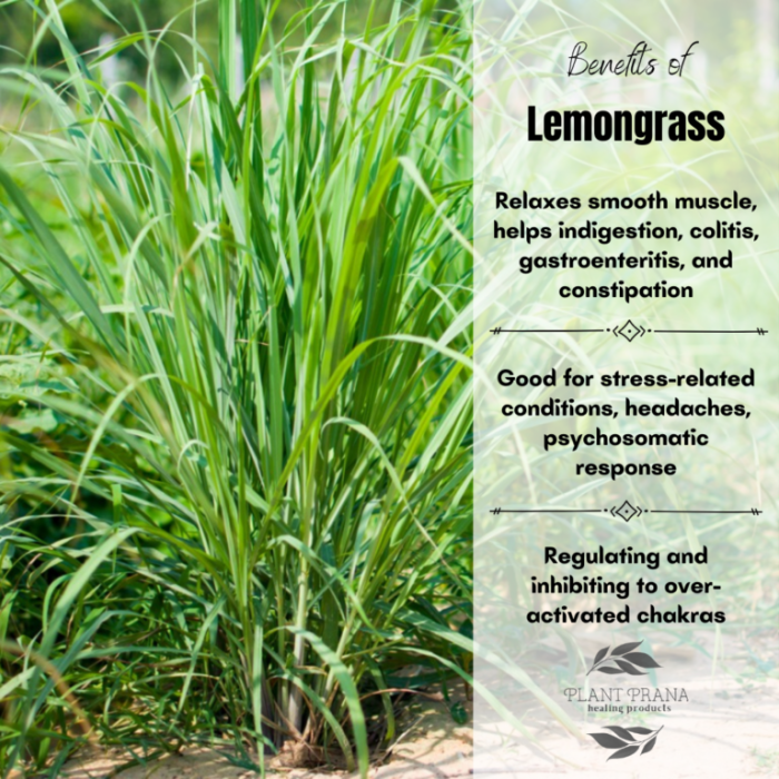 The Benefits of Lemongrass - Plant Prana Essential Oils The Benefits of Lemongrass - Plant Prana Essential Oils