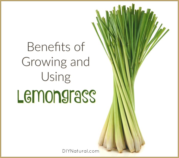 Lemongrass Oil Benefits, Uses for Skin and Hair, Dosage and Side Effects! Lemongrass Oil Benefits, Uses for Skin and Hair, Dosage and Side Effects!