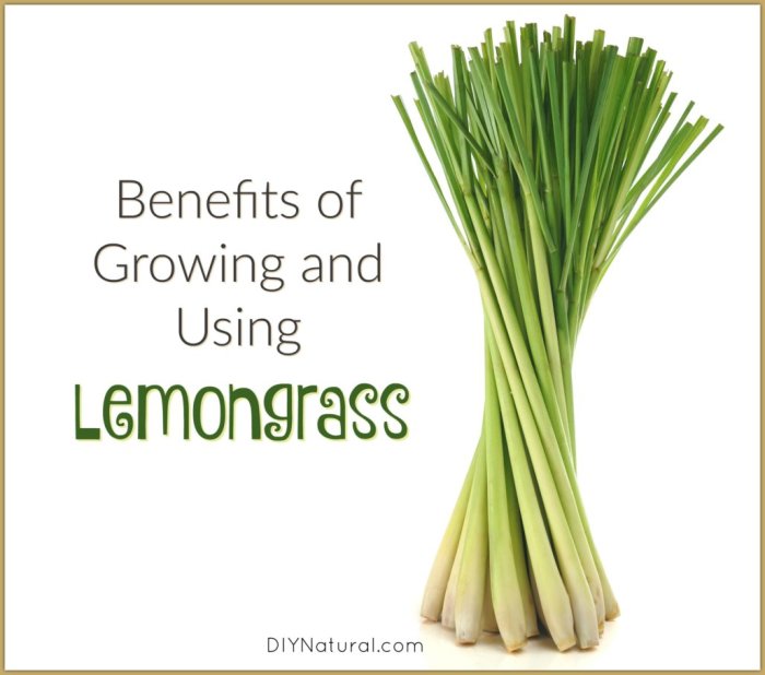 Health benefits of lemongrass