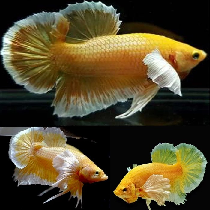 Aquarium Central - Betta (Siamese Fighting Fish) - Golden Dragon ...