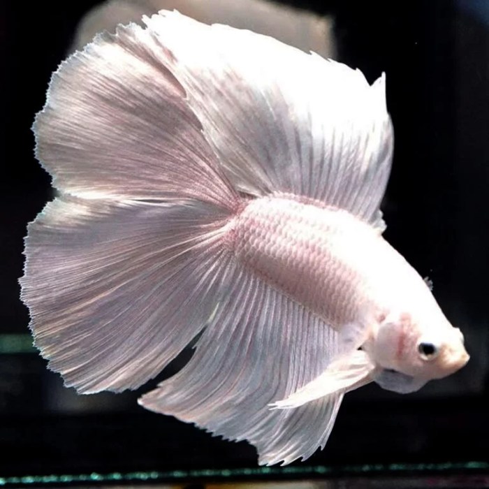 Fighter Fish Breeding Time Aquarium ikan cupang