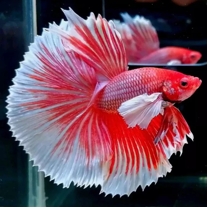 Aquarium Central - Betta (Siamese Fighting Fish) - Premium Lavender ... Aquarium Central - Betta (Siamese Fighting Fish) - Premium Lavender ...