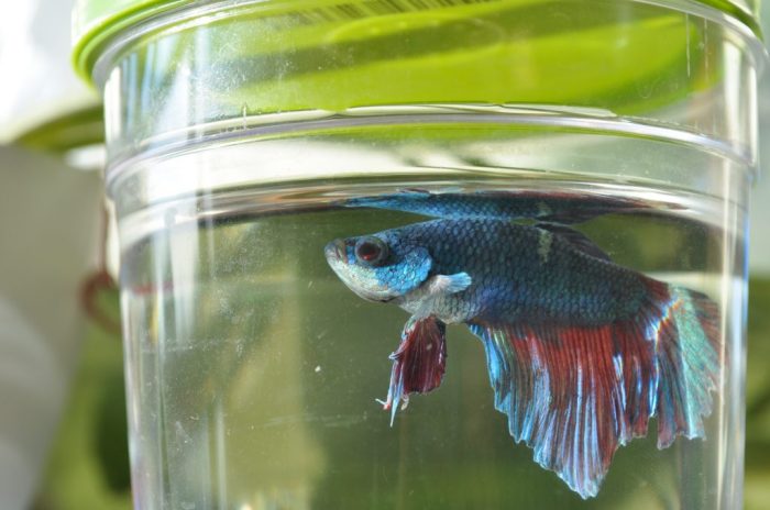 Daun ketapang untuk ikan cupang