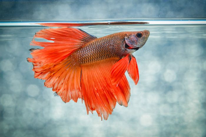 Betta Fish: The Beautiful, and Very Popular, Siamese Fighting Fish ...