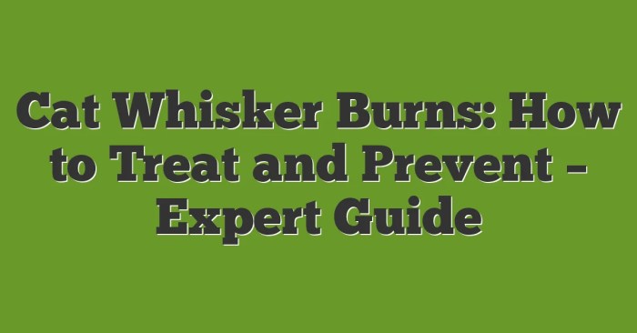 Cat Whisker Burns: How To Treat And Prevent - Expert Guide Cat Whisker Burns: How To Treat And Prevent - Expert Guide