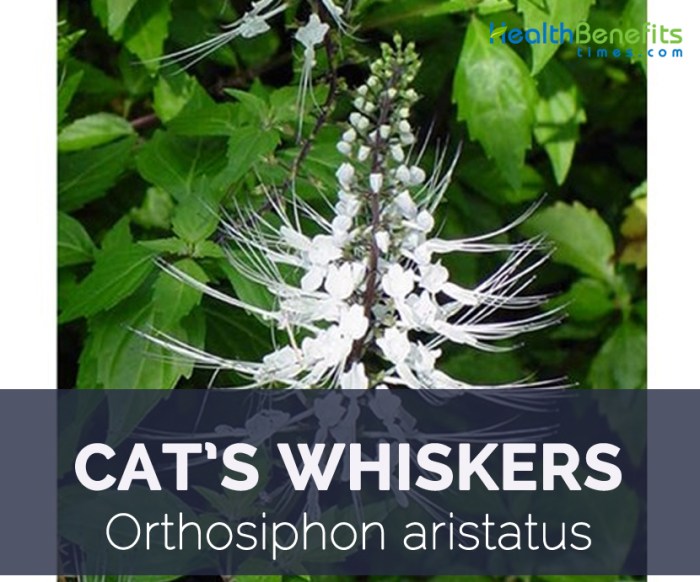 Cat's Whiskers facts and health benefits - Health Benefits Cat's Whiskers facts and health benefits - Health Benefits
