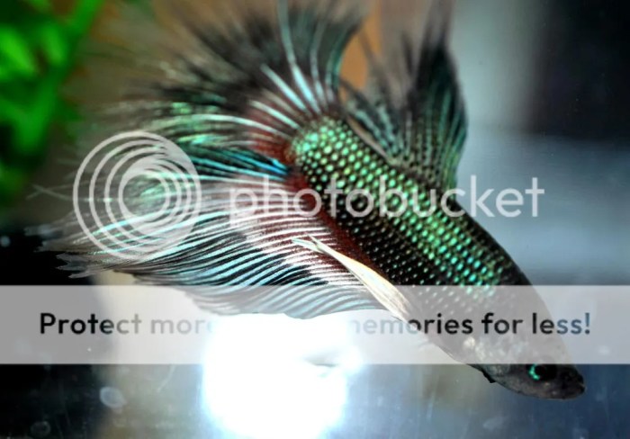 Was low-key looking forward to having an ugly betta from the local fish ... Was low-key looking forward to having an ugly betta from the local fish ...
