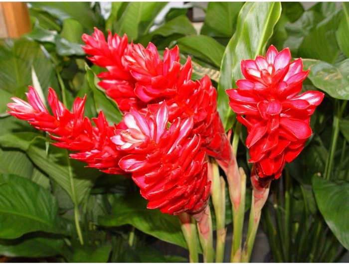 Health benefits of Red Ginger - Health Benefits