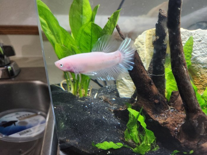 Chose the ugly betta at the shop and ended up with this : r/bettafish Chose the ugly betta at the shop and ended up with this : r/bettafish