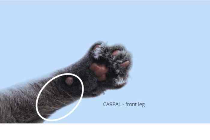 How Do Cats Use Their Whiskers? – Great Cat Info Daun kumis kucing digunakan untuk mengobati