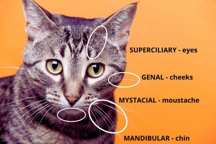 How to Grow and Care for Cat Whiskers Plant (Orthosiphon aristatus) How to Grow and Care for Cat Whiskers Plant (Orthosiphon aristatus)