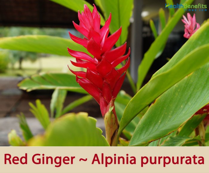 Ginger Benefits Manfaat jahe merah untuk pria