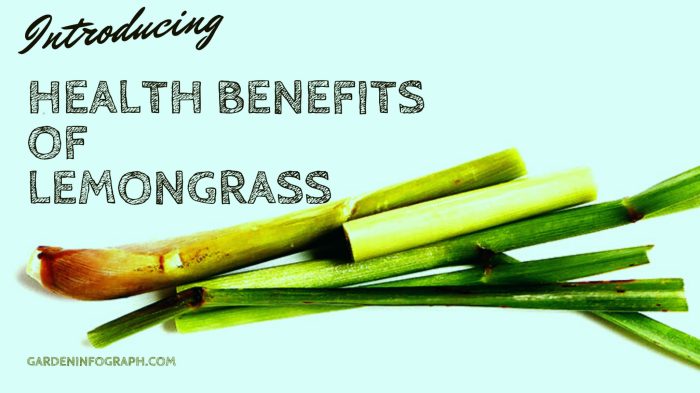 Benefits of Growing Lemongrass for Food and Medicine Benefits of Growing Lemongrass for Food and Medicine
