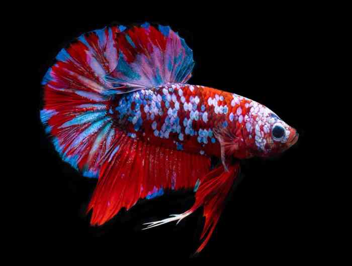 10 Most Expensive Betta Fish Breeds Ever Sold | AquAnswers