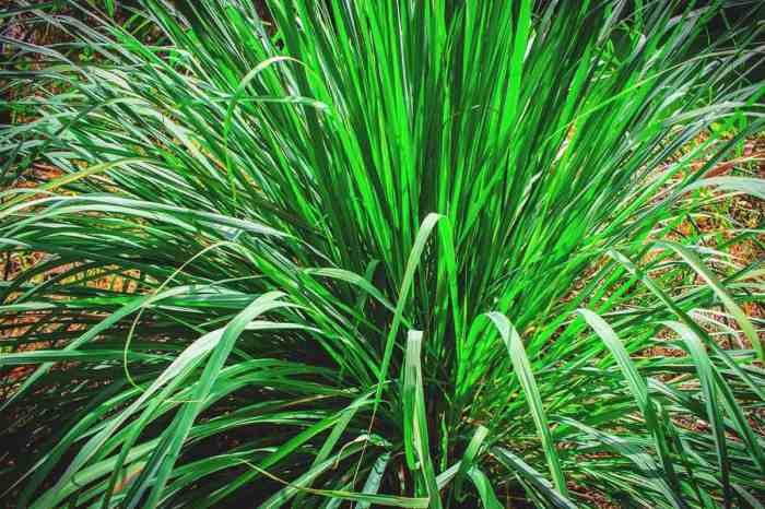 SOLUTION: Lemongrass benefits for health and side effects for the body ... SOLUTION: Lemongrass benefits for health and side effects for the body ...