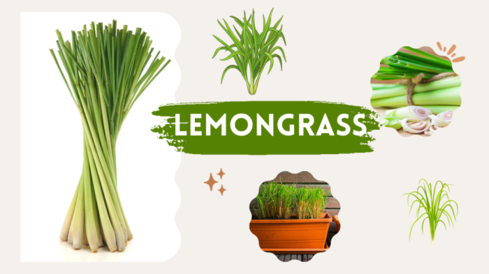 Lemongrass Uses, Aromatic Properties, And 8 Health Benefits - House ... Manfaat serai dapur