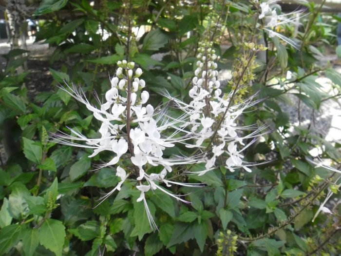 Cat whisker spells Witchcraft Spell Books, Wiccan Spell Book, Wicca ... Fungsi daun kumis kucing