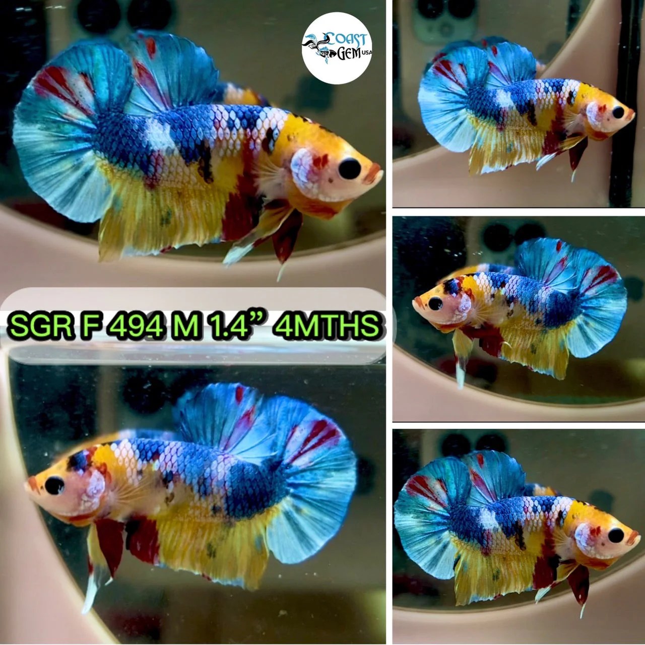 Plakat Betta High Resolution Stock Photography and Images - Alamy Plakat Betta High Resolution Stock Photography and Images - Alamy