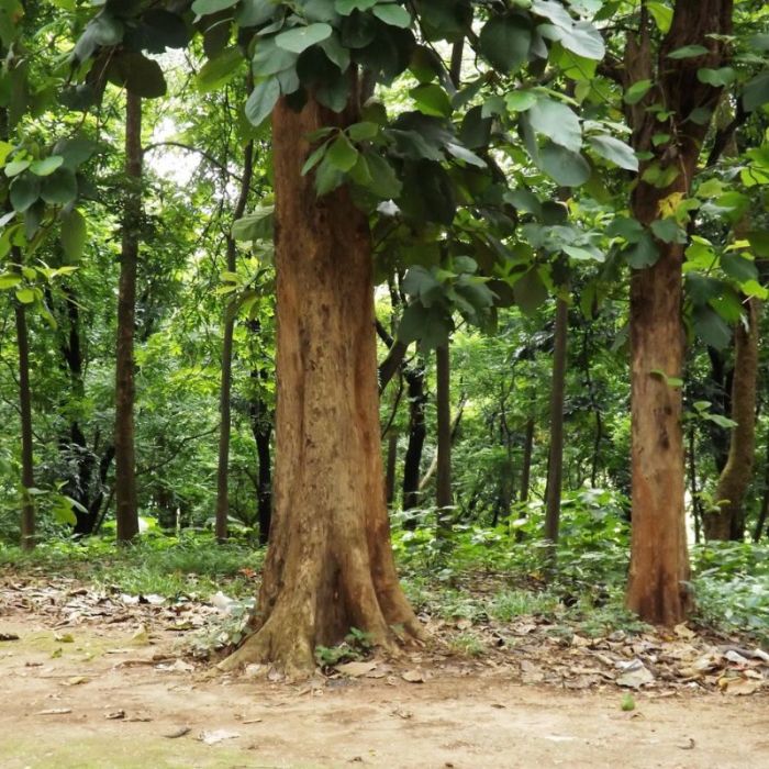 Legno di Teak: caratteristiche e manutenzione - Ideagroup Blog Kayu jati belanda