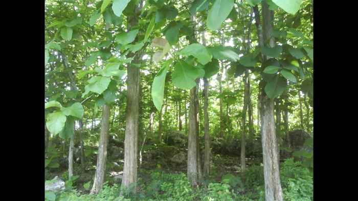 Teak Tree Pictures, Images and Stock Photos - iStock Gambar pohon jati belanda