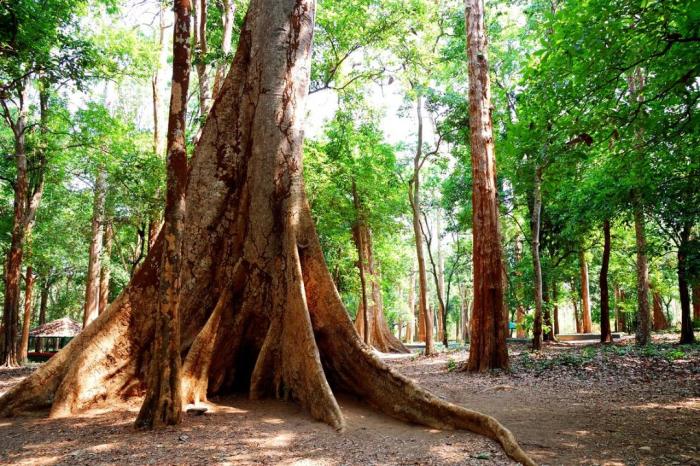 Teak - Hasiru Agro Kayu jati belanda