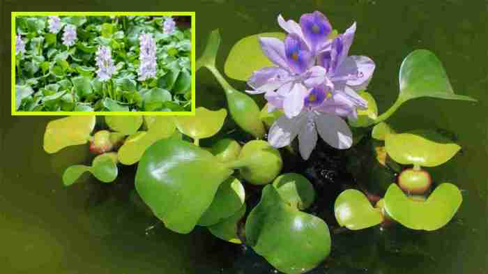 Nepal’s water hyacinth helps exotic fish invade, harming native species ... Nepal’s water hyacinth helps exotic fish invade, harming native species ...