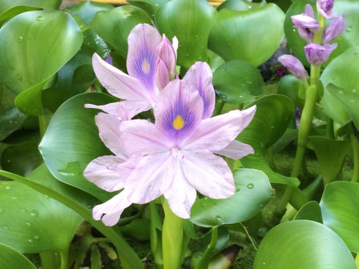 How to use Water hyacinth in pond for fish feed /কচুরিপানা দিয়ে মাছের ... How to use Water hyacinth in pond for fish feed /কচুরিপানা দিয়ে মাছের ...
