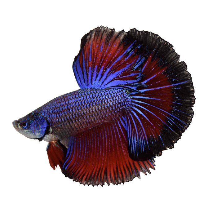 15 Rarest and Most Expensive Betta Fish Types - Environment Go! Harga ikan cupang