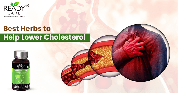 Best Herbal Supplement for Lowering Cholesterol