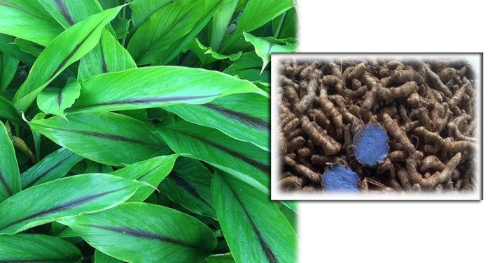 The Wonders of Black Turmeric: A Guide to its Benefits and Uses | The ... The Wonders of Black Turmeric: A Guide to its Benefits and Uses | The ...