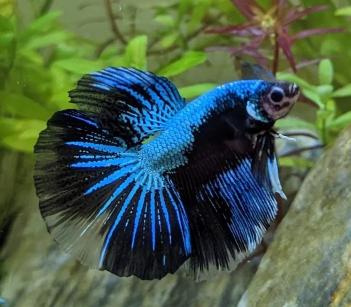 10 Most Expensive Betta Fish Breeds Ever Sold | AquAnswers