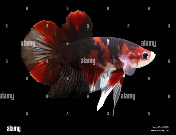 Plakat betta fish by EblisD on DeviantArt Plakat betta fish by EblisD on DeviantArt