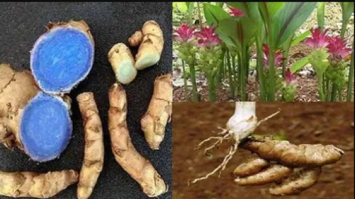 11 Incredible Benefits Side Effects Of Turmeric Tea:, 43% OFF 11 Incredible Benefits Side Effects Of Turmeric Tea:, 43% OFF