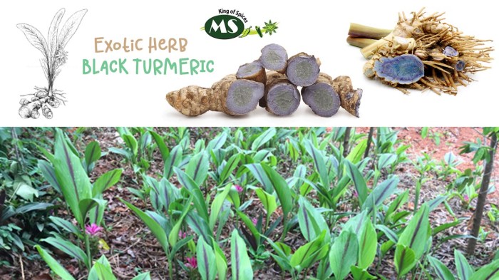Medicinal Uses of Black Turmeric (Kali Haldi) - A Rare Exotic Herb ... Medicinal Uses of Black Turmeric (Kali Haldi) - A Rare Exotic Herb ...