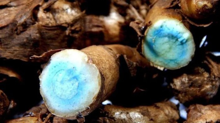 Top 8 hidden health benefits of black turmeric – News9Live
