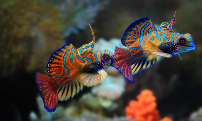 Ornamental Fish Aquaculture - IAS EXAM Ornamental Fish Aquaculture - IAS EXAM