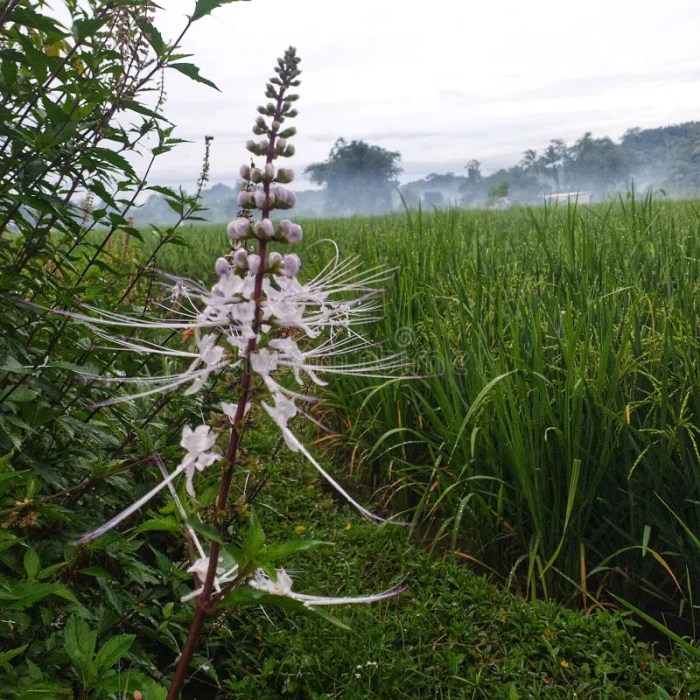 Herbal Plant Known As Cat S Whiskers in Indonesia Stock Image - Image ...