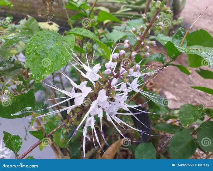 Kegunaan daun kumis kucing