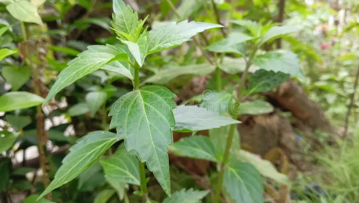 Fungsi daun kumis kucing