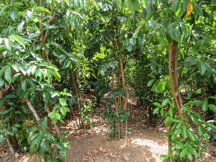 Cinnamon Tree Flowers