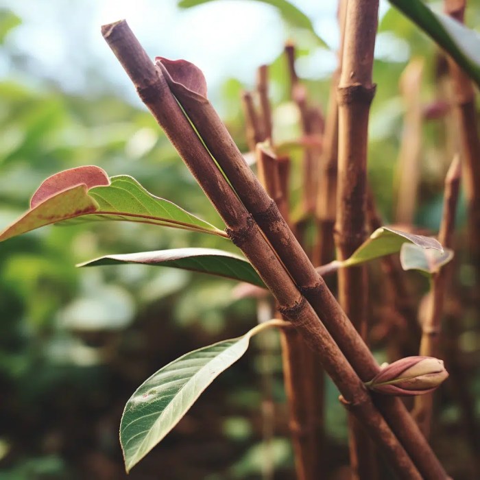 Growing Cinnamon Tree