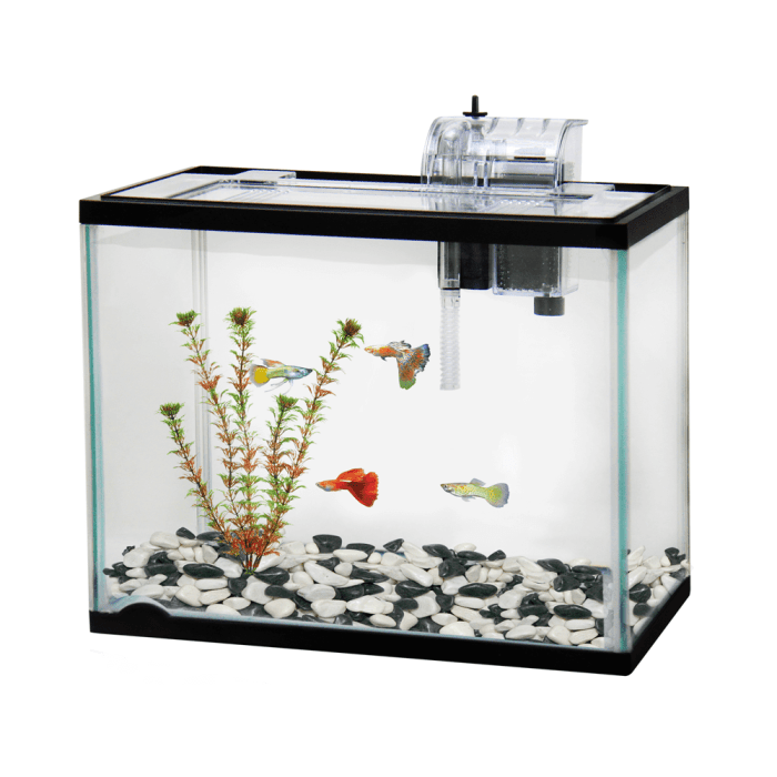 Fighting Fish Care Guide | Pet Better with Pet Circle Aquarium ikan cupang